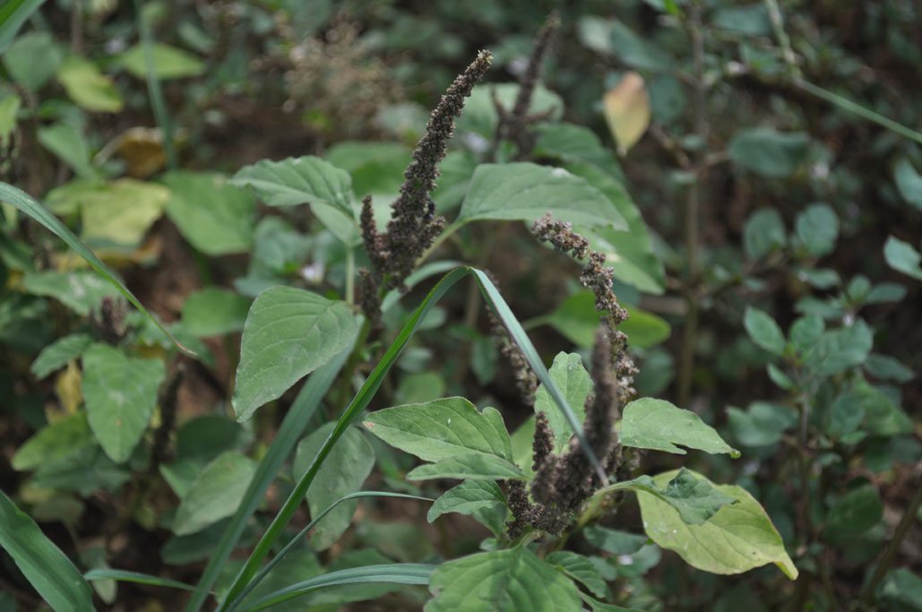 Amaranthus viridis